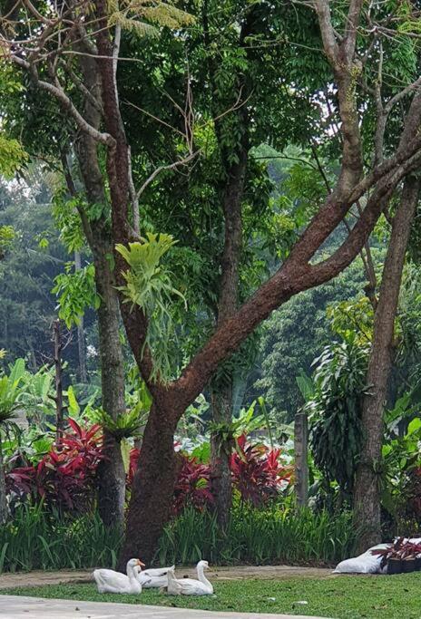 Villa Arunni Garden *